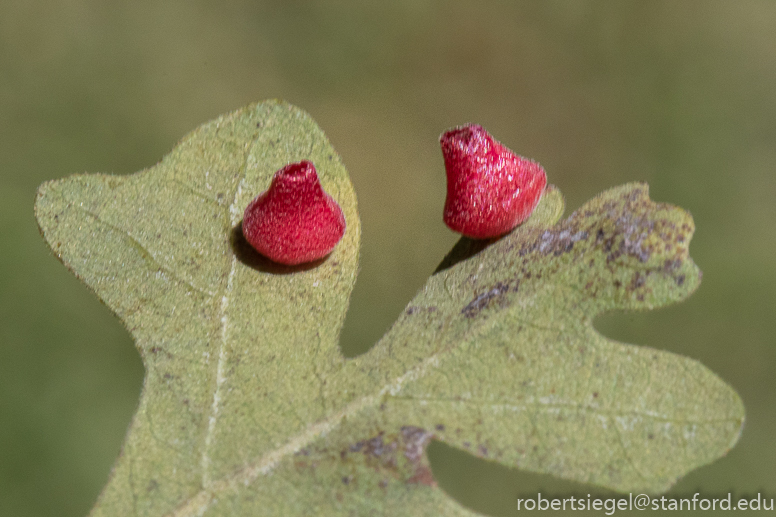 oak gall